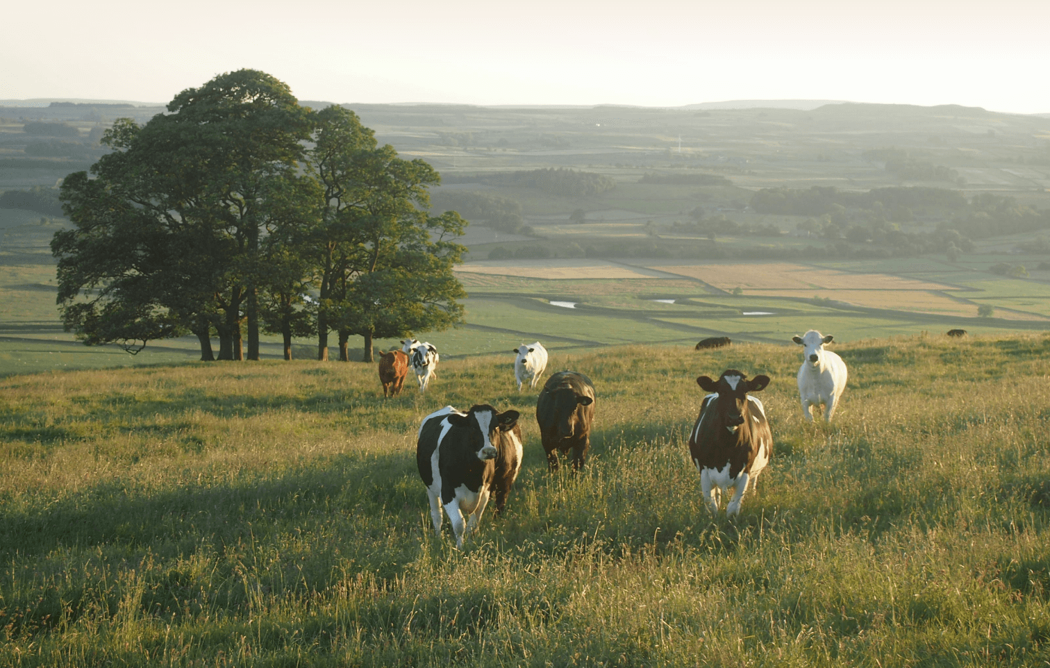 Cows in a field